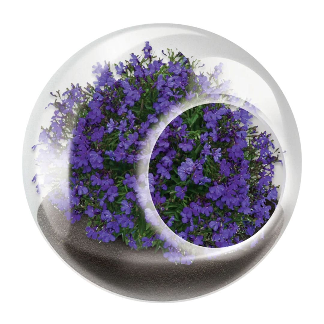 Tiny Terrarium – Lovely Lobelia